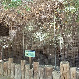 Yellow-Headed Amazon Parrot Exhibit