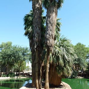Spider Monkey Exhibit