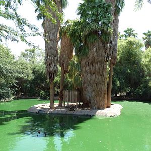 Spider Monkey Exhibit