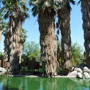 Spider Monkey Exhibit