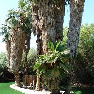 Ring-Tailed Lemur Exhibit