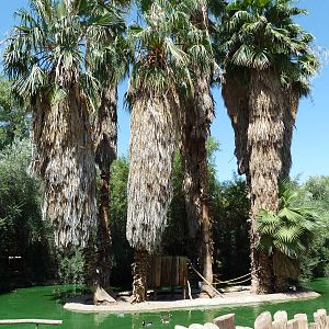 Ring-Tailed Lemur Exhibit