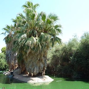 White-Faced Capuchin Exhibit