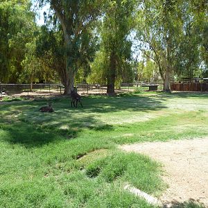 Defassa Waterbuck Exhibit