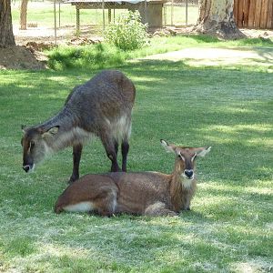 Defassa Waterbuck
