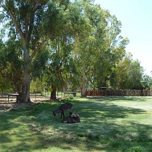 Defassa Waterbuck Exhibit
