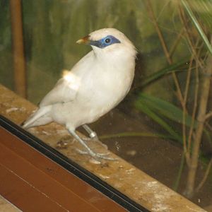 Bali Starling