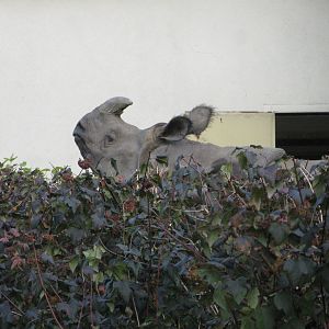 How are you, neighbour!