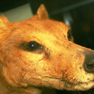 Thylacine; Museum fur Naturekunde, Berlin; 10th September 2011