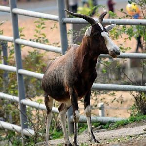 Seoul Zoo - Blesbok.