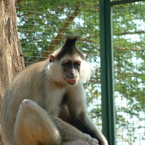 Mystic Monkeys Wildlife Park