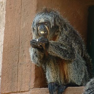 Mystic Monkeys Wildlife Park