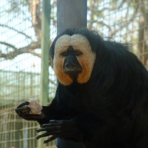 Mystic Monkeys Wildlife Park