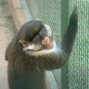 Mystic Monkeys Wildlife Park