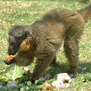 Mystic Monkeys Wildlife Park