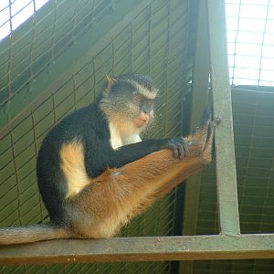 Mystic Monkeys Wildlife Park