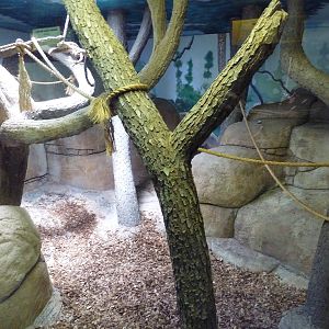 Geoffroy's Tamarin Exhibit