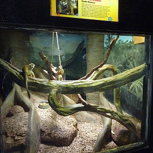 Squirrel Monkey Exhibit