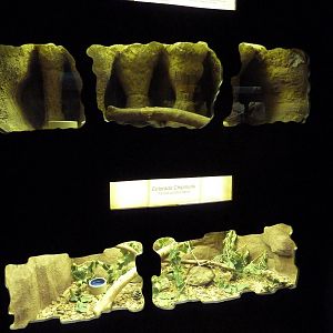 Chinchilla + Colorado Chipmunk Exhibits