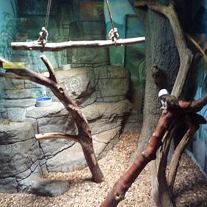 Cotton-Top Tamarin Exhibit