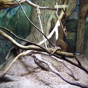 Pygmy Slow Loris Exhibit