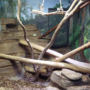Cotton-Top Tamarin Exhibit
