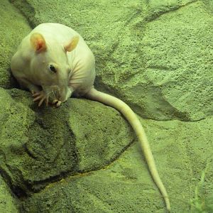 Hairless Rat