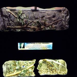 Harris' Antelope Ground Squirrel + Southern Flying Squirrel Exhibits