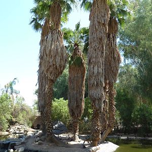 Ring-Tailed Lemur Exhibit