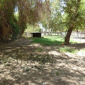 New Guinea Singing Dog Exhibit