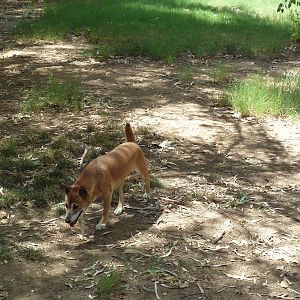 New Guinea Singing Dog