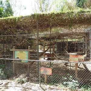 Jaguar Exhibit