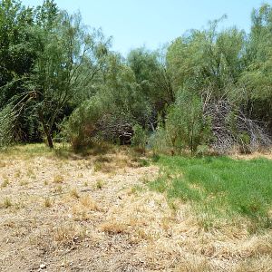 Chinese Water Deer Exhibit