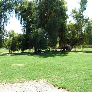 Sable Antelope Exhibit