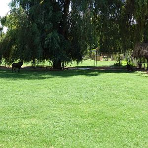 Sable Antelope Exhibit