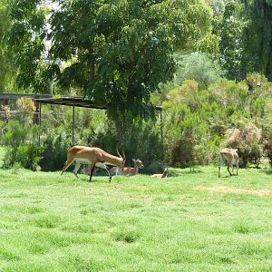 Red Lechwe Exhibit
