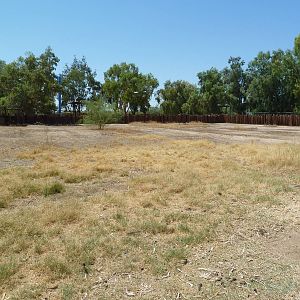 Ostrich/Abyssinian Ground Hornbill Exhibit