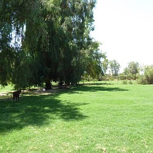 Sable Antelope Exhibit