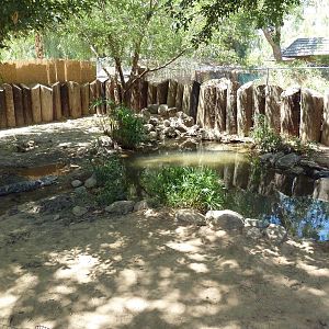 American Alligator Exhibit