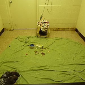 Baby Animal Nursery - African Crested Porcupines