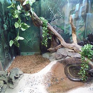 Green Anaconda Exhibit