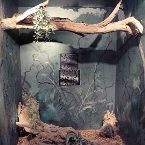 Boa Constrictor Exhibit - With Zero Barriers