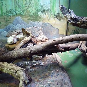 Asian Water Monitor Exhibit