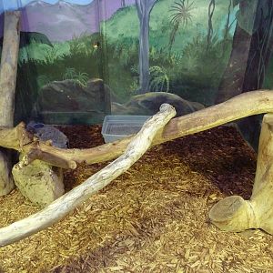 Black Tree Monitor Exhibit