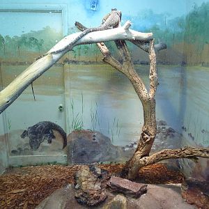 Crocodile Monitor Exhibit