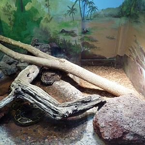 Burmese Python Exhibit