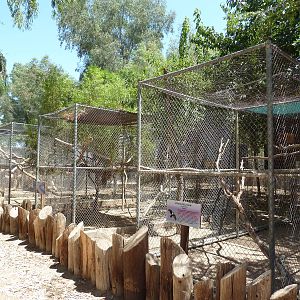 Bird Aviaries (4 Species)