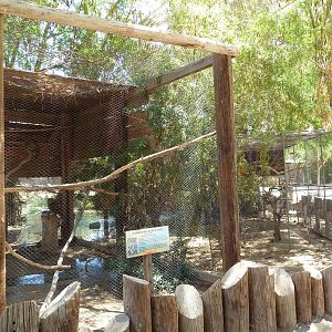 Eurasian Eagle Owl Exhibit