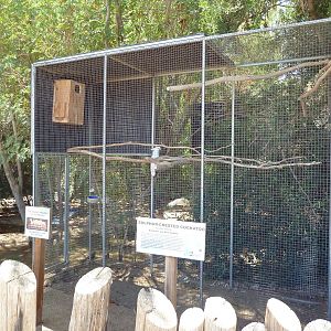 Sulphur-Crested Cockatoo Exhibit