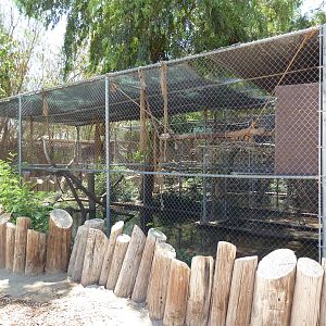 White-Handed Gibbon Exhibit
